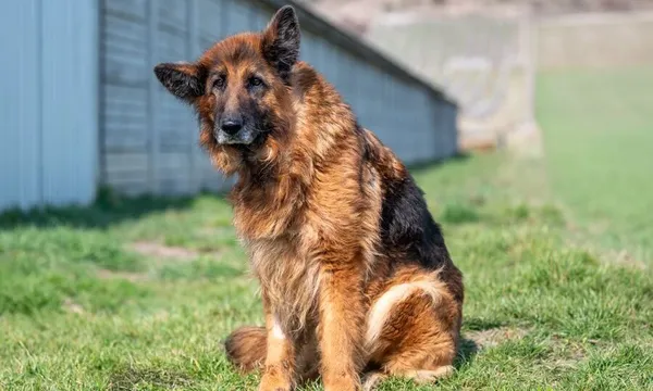 Pies do adopcji, Racławice, 10 marca 2025 (3/5)