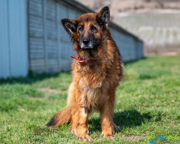 Pies do adopcji, Racławice, 10 marca 2025 (5/5)