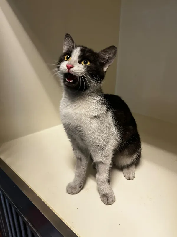 Kot do adopcji, Orzechowce, 13 marca 2025 (3/4)