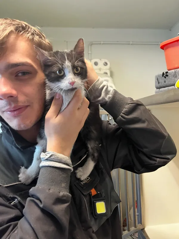 Kot do adopcji, Orzechowce, 13 marca 2025 (4/4)