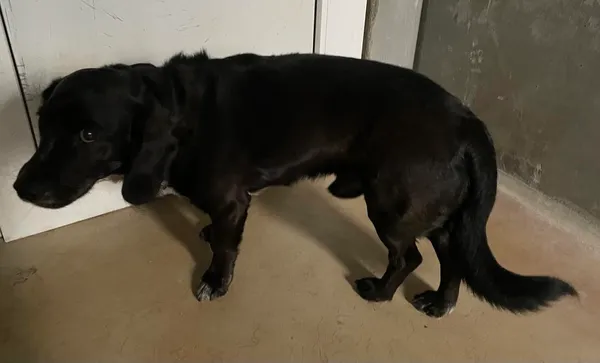 Znaleziono psa, Lublin, 13 marca 2025