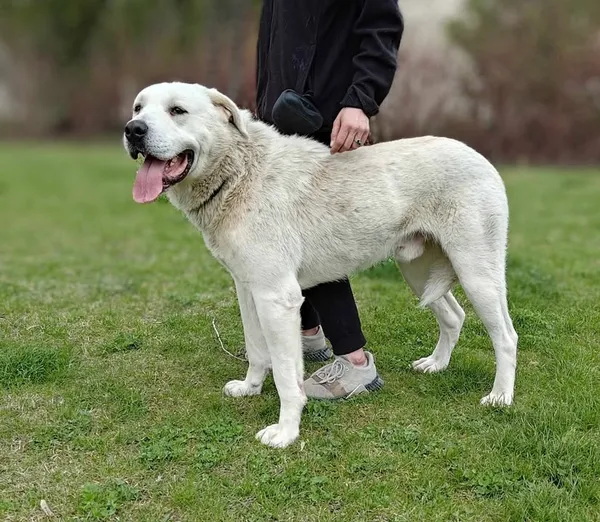 Znaleziono psa, Lublin, 14 marca 2025