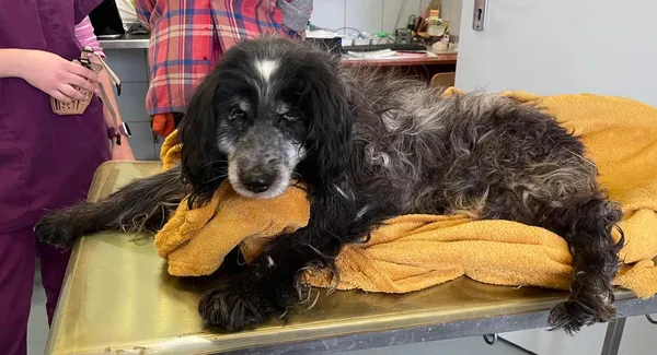 Znaleziono psa, Lublin, 14 marca 2025