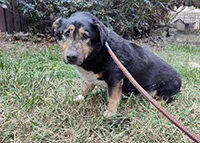 Znaleziono psa, Siedlce, 12 marca 2025