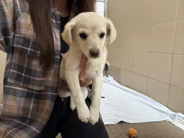 Pies do adopcji, Kraków, 12 marca 2025