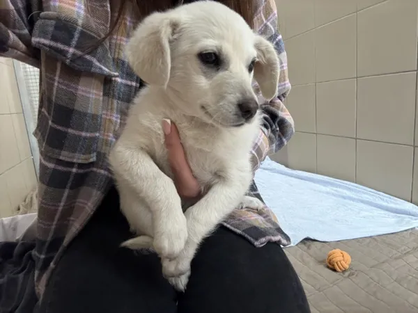 Pies do adopcji, Kraków, 12 marca 2025