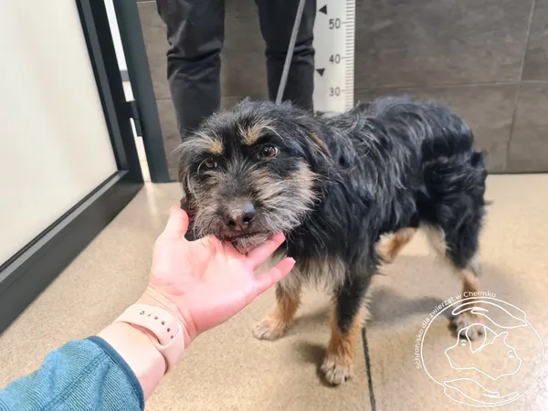 Znaleziono psa, Chełmek, 14 marca 2025