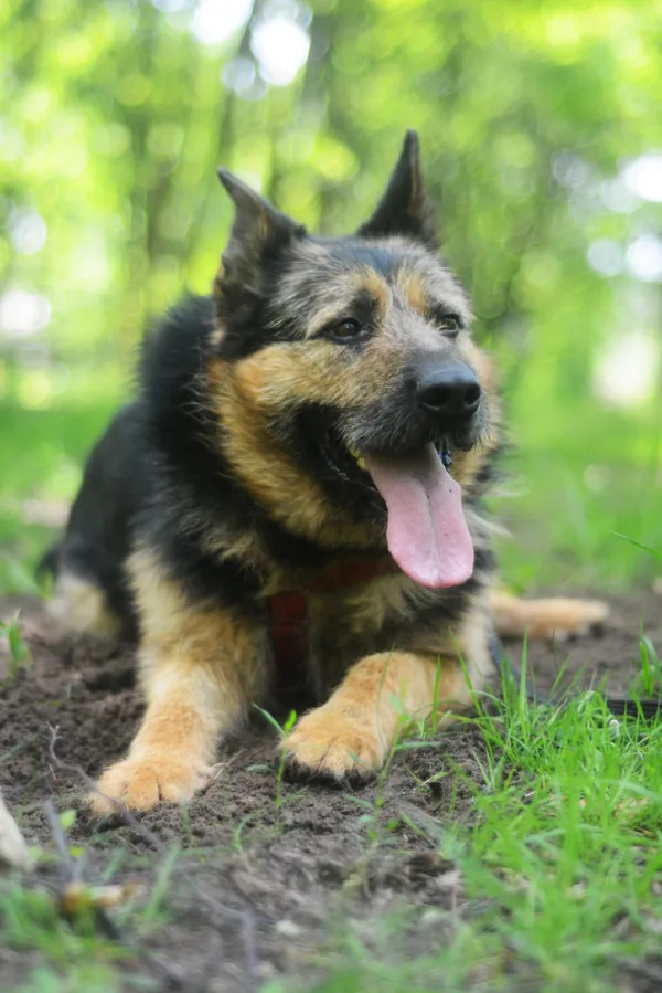 Pies do adopcji, Milanówek, 3 czerwca 2025 (5/5)