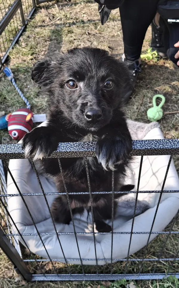 Znaleziono psa, Olsztyn, 14 marca 2025 (1/2)