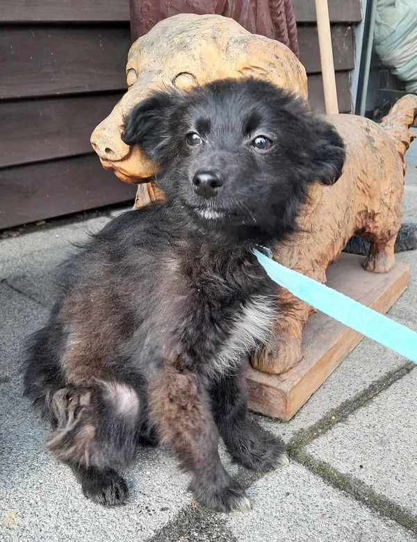 Znaleziono psa, Olsztyn, 14 marca 2025 (2/2)