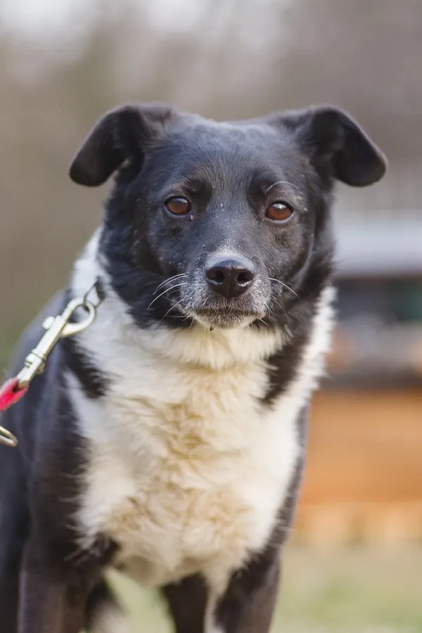 Pies do adopcji, Zgierz, 14 marca 2025 (1/5)