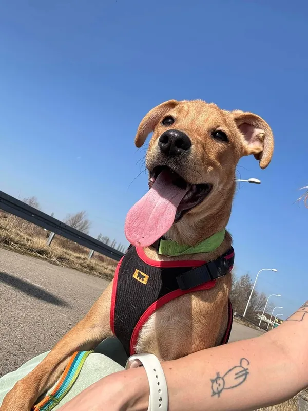 Pies do adopcji, Tychy, 22 lutego 2025