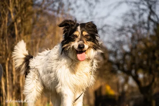 Pies do adopcji, Kraków, 28 lutego 2025 (2/5)