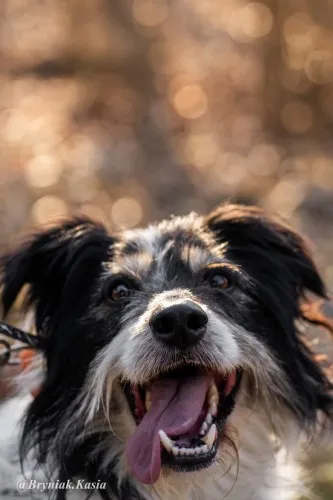 Pies do adopcji, Kraków, 28 lutego 2025 (4/5)