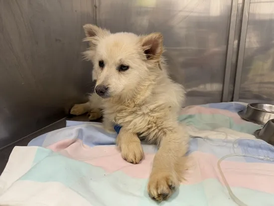 Pies do adopcji, Kraków, 28 lutego 2025