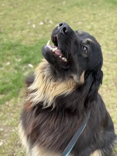 Pies do adopcji, Kraków, 28 lutego 2025 (1/5)