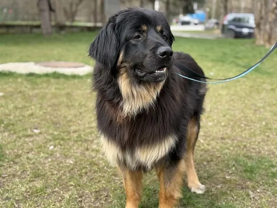 Pies do adopcji, Kraków, 28 lutego 2025 (2/5)