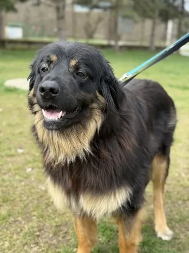 Pies do adopcji, Kraków, 28 lutego 2025 (3/5)