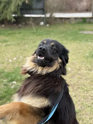 Pies do adopcji, Kraków, 28 lutego 2025 (4/5)