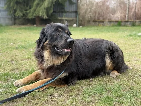 Pies do adopcji, Kraków, 28 lutego 2025 (5/5)