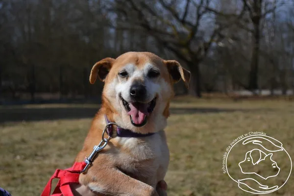 Pies do adopcji, Chełmek, 16 września 2024