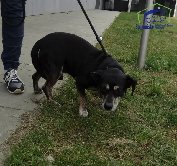 Znaleziono psa, Szczecin, 15 marca 2025