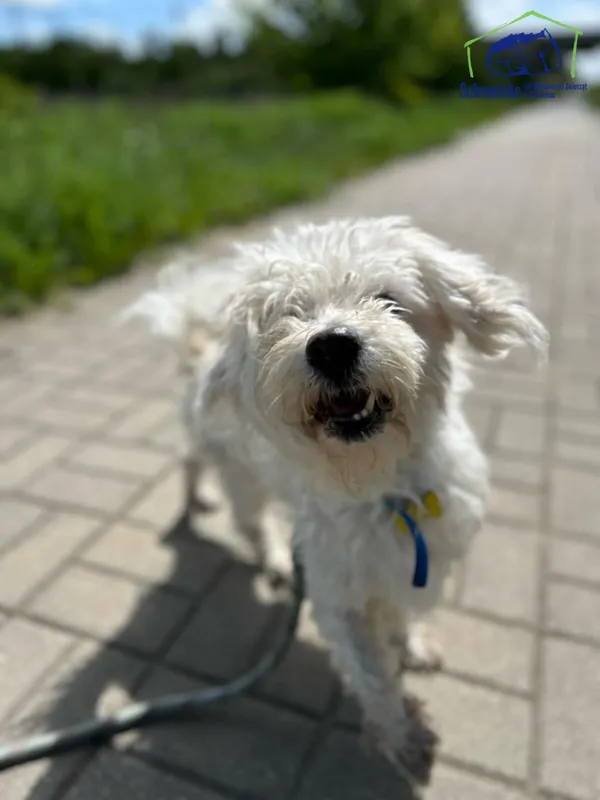 Znaleziono psa, Szczecin, 14 marca 2025 (1/3)