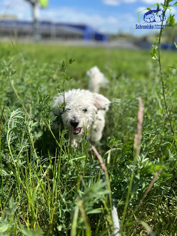 Znaleziono psa, Szczecin, 14 marca 2025 (2/3)