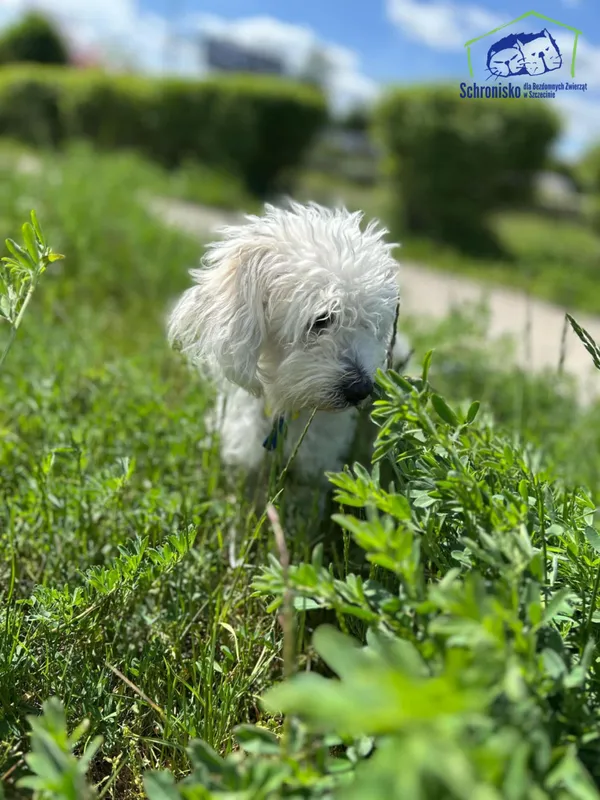 Znaleziono psa, Szczecin, 14 marca 2025 (3/3)