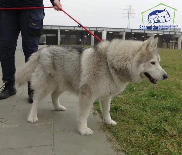 Znaleziono psa, Szczecin, 14 marca 2025