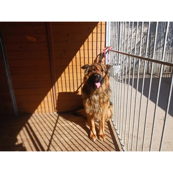 Znaleziono psa, Białystok, 14 marca 2025