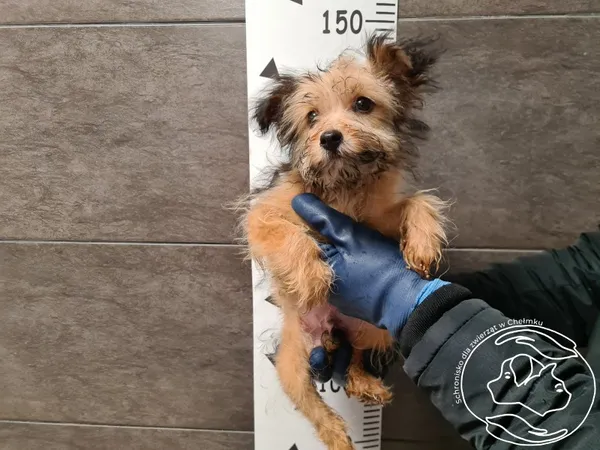 Znaleziono psa, Chełmek, 14 marca 2025