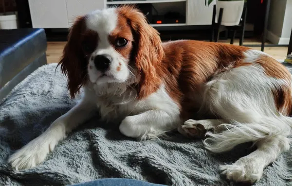 Zaginął pies, Łódź, 15 marca 2025