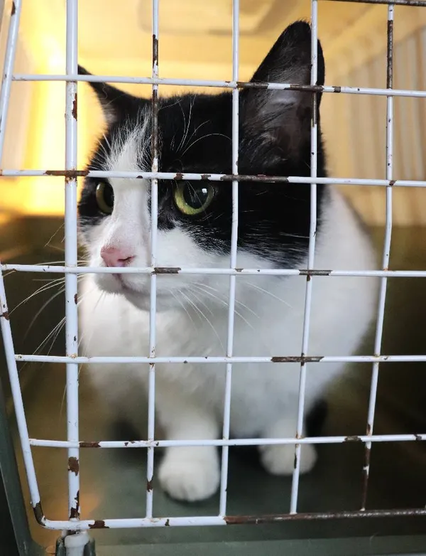 Znaleziono kota, Łódź, 15 marca 2025 (4/5)