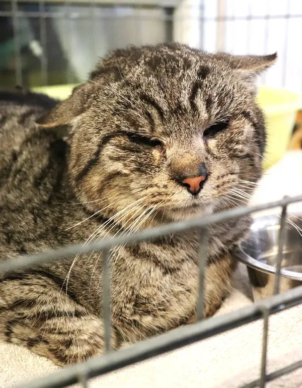 Znaleziono kota, Łódź, 13 marca 2025 (1/5)