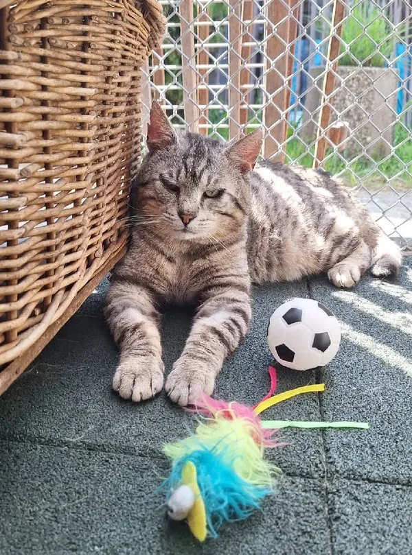 Znaleziono kota, Łódź, 13 marca 2025 (3/5)