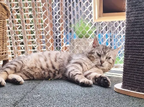 Znaleziono kota, Łódź, 13 marca 2025 (5/5)