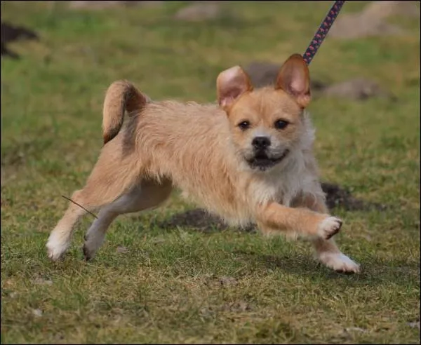 Znaleziono psa, Grudziądz, 28 grudnia 2024