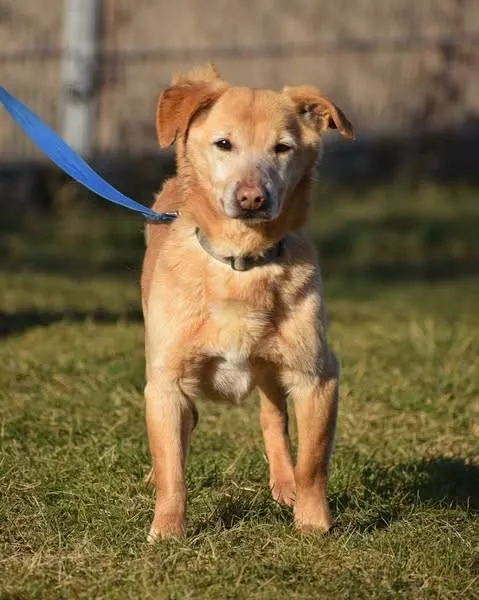 Znaleziono psa, Grudziądz, 18 grudnia 2023