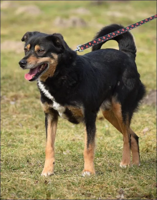 Znaleziono psa, Grudziądz, 25 lipca 2024