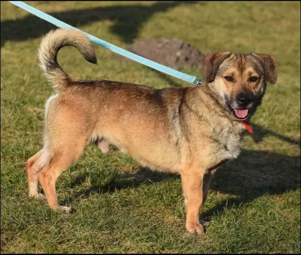 Znaleziono psa, Grudziądz, 8 listopada 2024