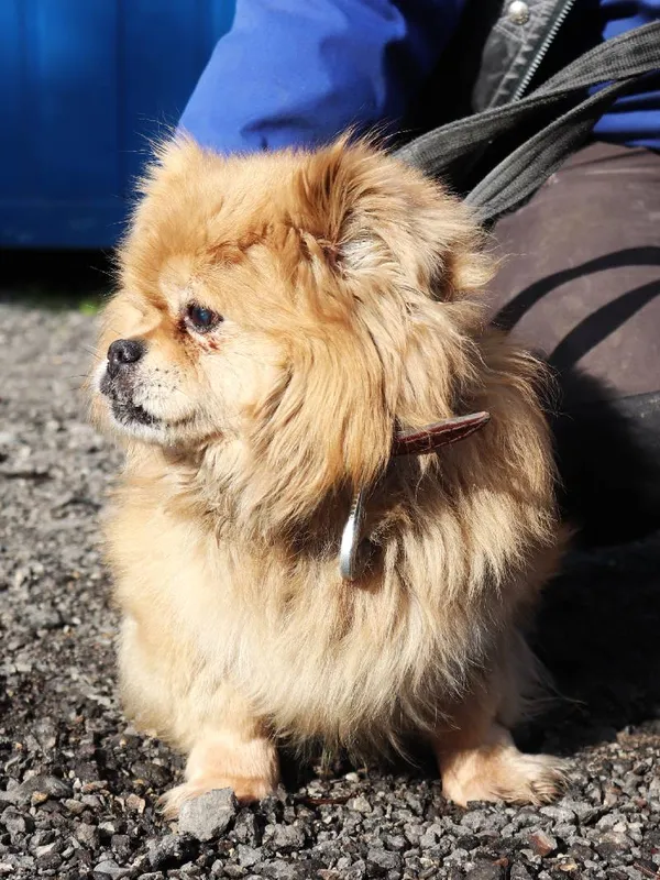 Znaleziono psa, Łódź, 14 marca 2025 (1/5)