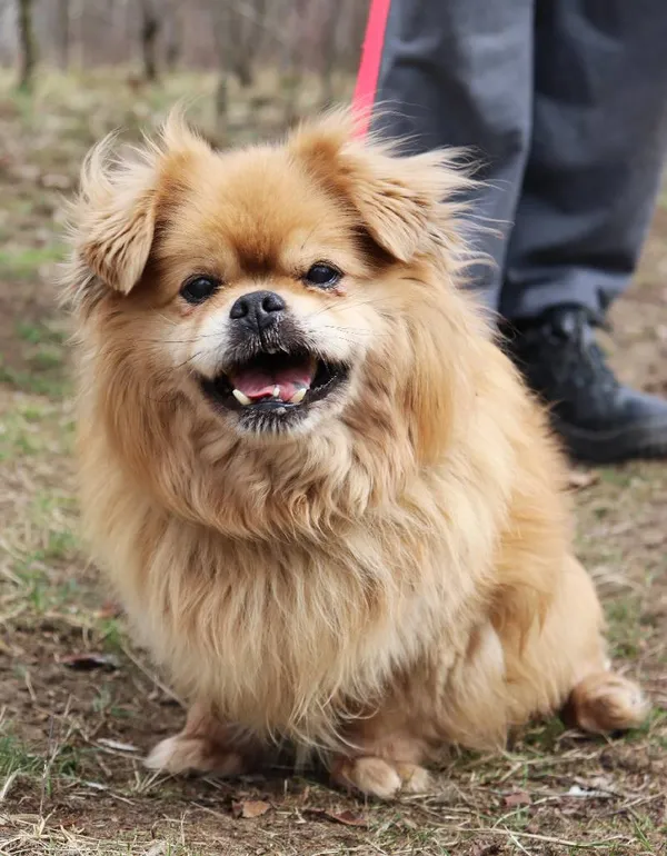 Znaleziono psa, Łódź, 14 marca 2025 (5/5)