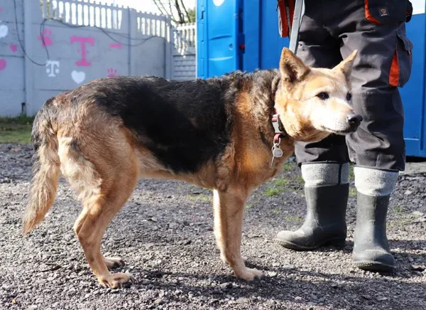 Znaleziono psa, Łódź, 14 marca 2025 (2/5)