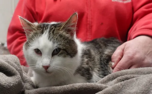 Znaleziono kota, Gdańsk, 15 marca 2025