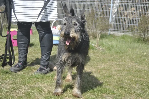 Pies do adopcji, Piła, 11 czerwca 2022 (3/5)