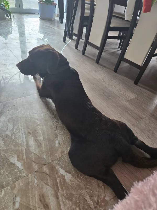 Zaginął pies, Zabrzeg, 16 marca 2025 (1/2)