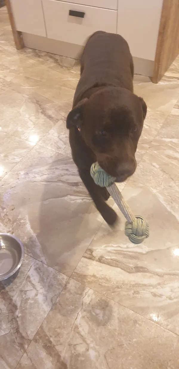 Zaginął pies, Zabrzeg, 16 marca 2025 (2/2)