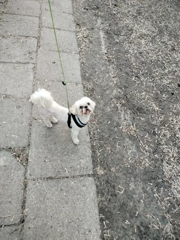 Zaginął pies, Łódź, 16 marca 2025