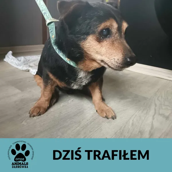 Znaleziono psa, Dąbrówka, 14 marca 2025